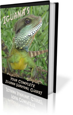 Product picture Best Book On Iguana Care